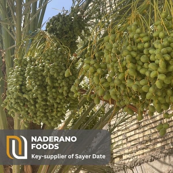 Unripe Sayer dates in the fields of Khuzestan, Iran – June 2025