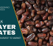 Bulk Sayer Dates: From Harvest to Market